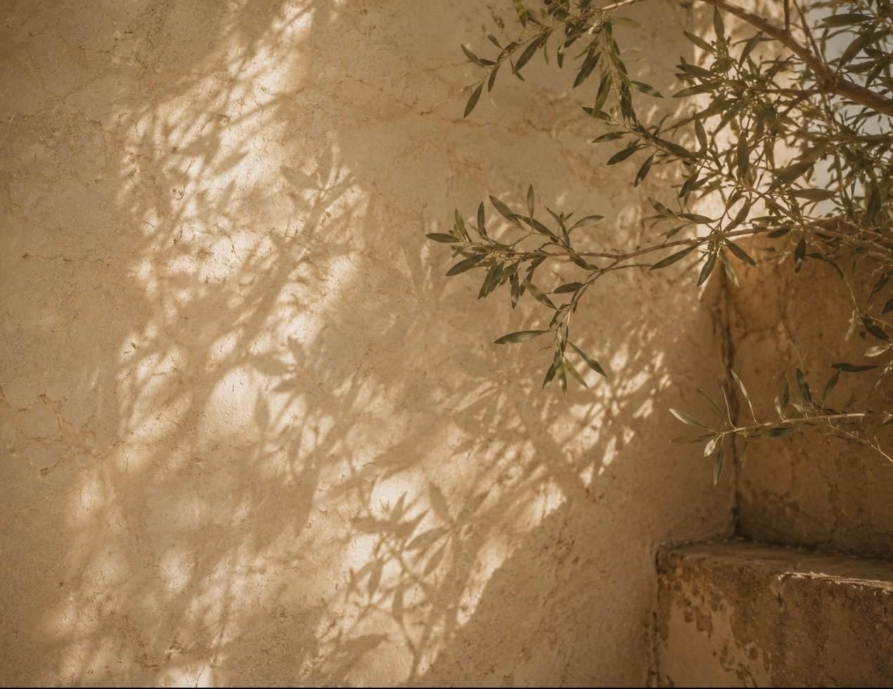 Olive branches casting shadows on a sunlit wall