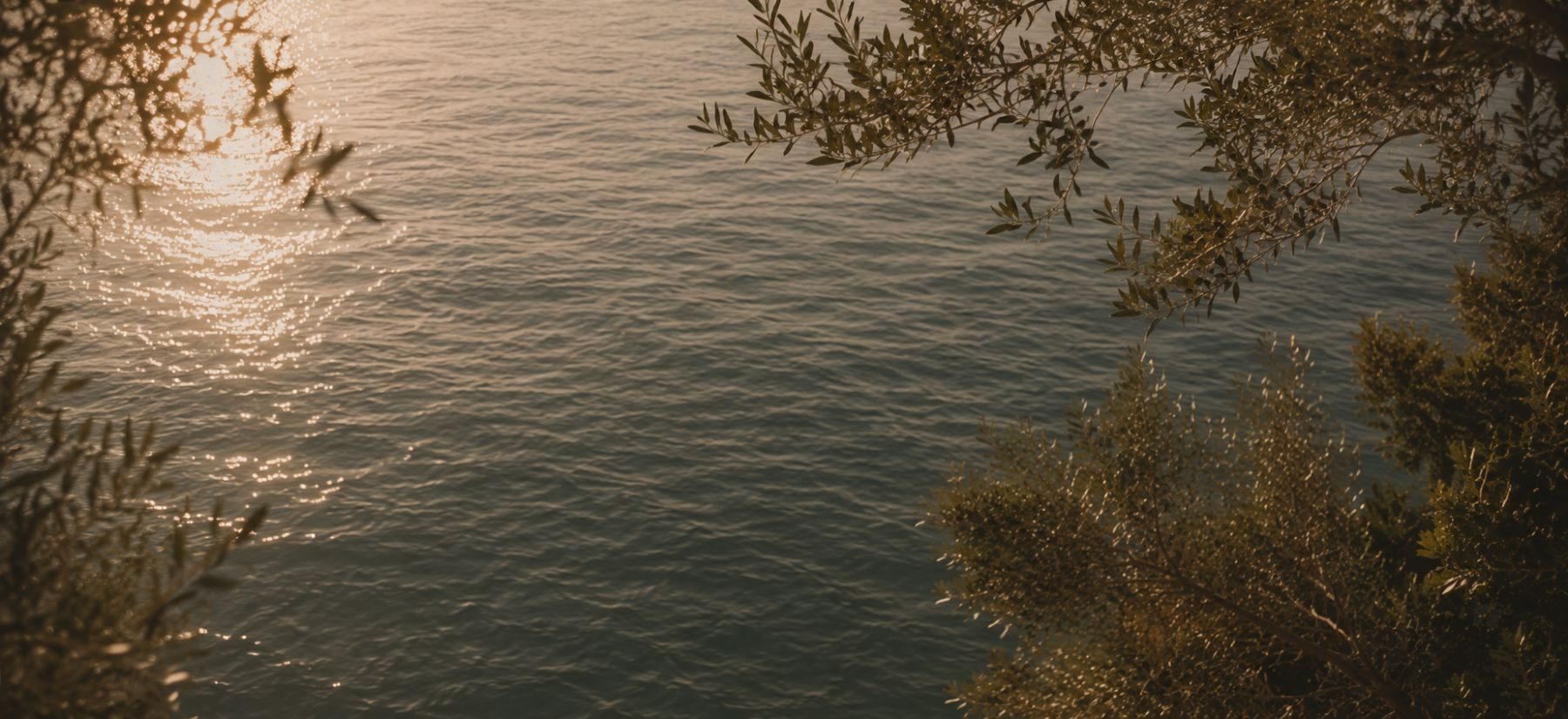 Olive branches framing the sea at low sun