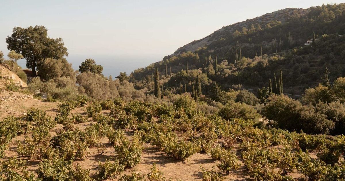 Mallorcan hillside