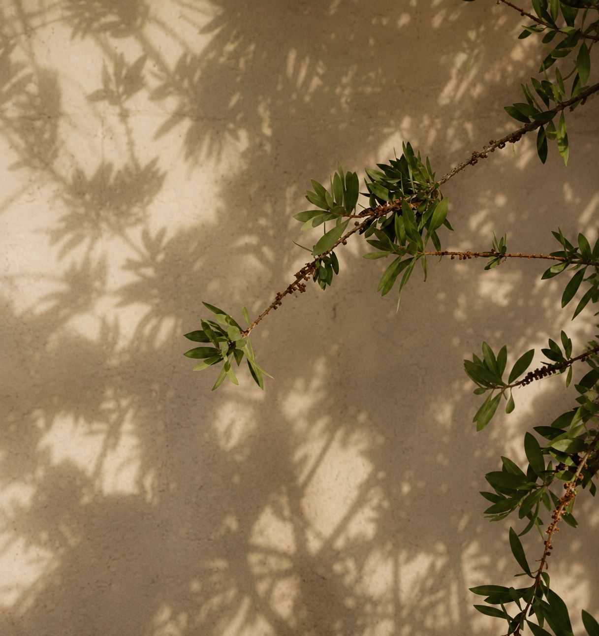 Olive leaf shadows on a wall