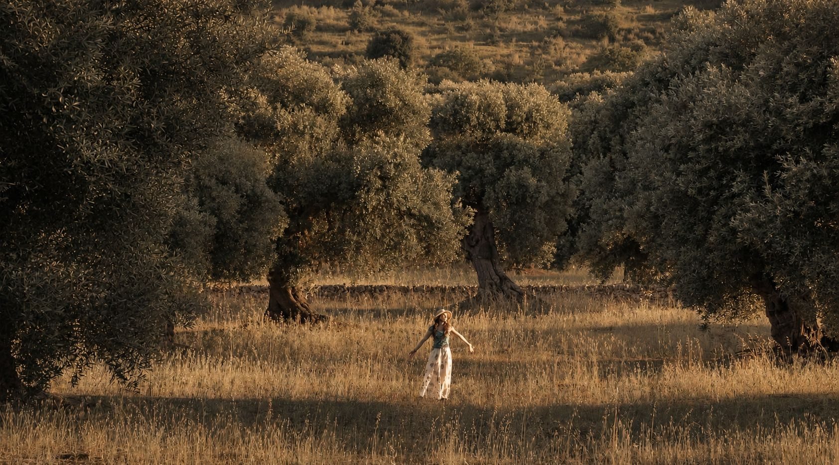 Olive grove at golden hour